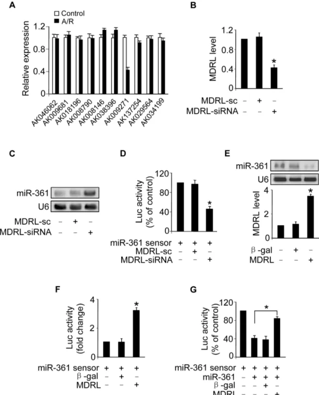 Figure 4. MDRL can regulate miR-361 expression and activity. A. LncRNAs expression levels upon treatment with A/R