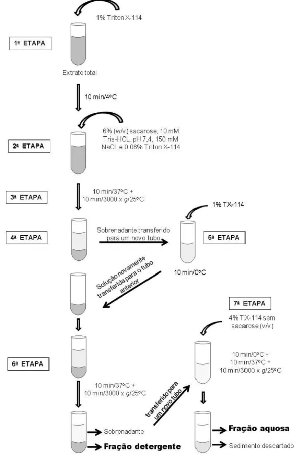 Figura  1.  Esquema  do  processo  de  fracionamento  através  de  Triton  X-114.  As  frações  detergente e aquosa foram precipitadas em acetona (1:2) a 4 o C por 18 horas e centrifugadas  1580 x g por 30 minutos a 4 o C