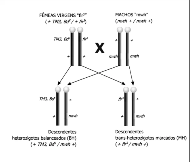 Figura 1.4 – Representação esquemática do cruzamento padrão (ST): fêmeas  virgens  da  linhagem  “flr 3 ”  (+TM3,Bd S /+flr 3 )  são  cruzadas  com  machos  “mwh” 