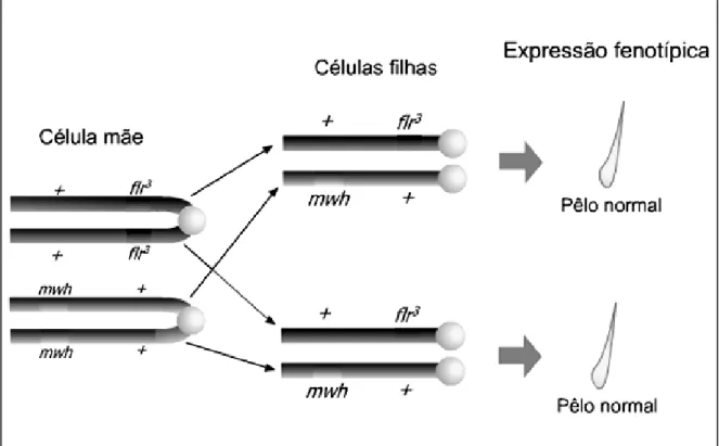 Figura  1.6  –  Representação  esquemática  de  cromossomos  de  células  dos  discos imaginais de asas, presentes na fase de larva de D