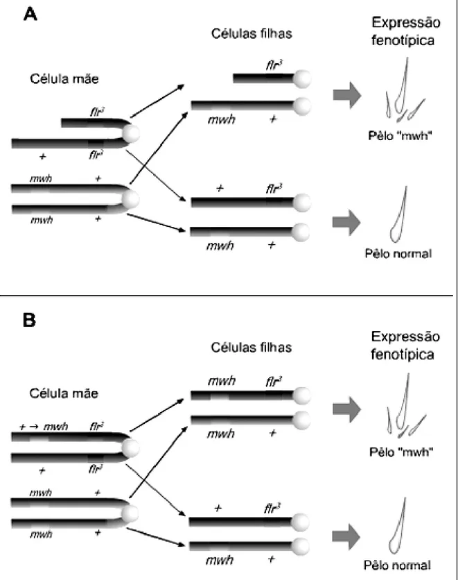 Figura  1.7  –  Representações  esquemáticas  de  cromossomos  de  células  dos  discos imaginais de asas, presentes na fase de larva de D
