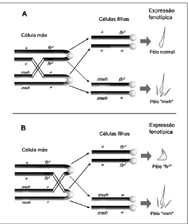 Figura  1.8  –  Representações  esquemáticas  de  cromossomos  de  células  dos  discos imaginais de asas, presentes na fase de larva de D