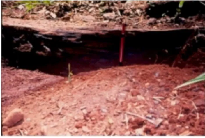 FIGURE 3.  Structures of  Mata Cavalo region interpreted from magnetic and radiometric data showing four different patterns and the main lineaments (modified from: Machado &amp; Penha, 1997).