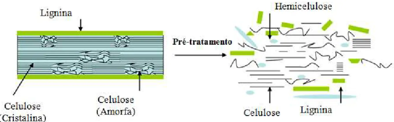 Figura 2.5 – Esquema dos efeitos do pré-tratamento sobre a estrutura lignocelulósica  (CABIAC et al., 2011 – adaptado)