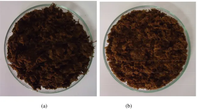 Figura 3.2 – Fotos ilustrativas do bagaço de cana tratado com alta severidade (a) e do bagaço  de cana tratado com baixa severidade (b)