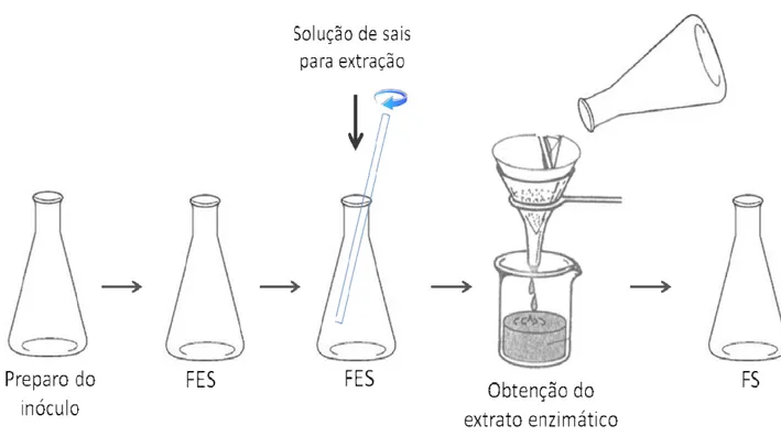 Figura 3.3 – Esquema ilustrativo da sequência de etapas para produção de complexo  enzimático