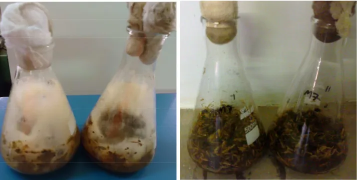 Figura 3.4 – Foto ilustrativa das fermentações em estado sólido em diferentes ensaios