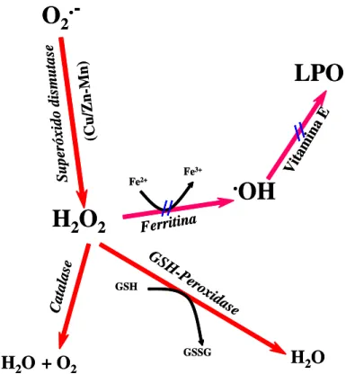 Figura 1. Alguns mecanismos de defesa antioxidantes. Ânions superóxido (O 2   - ) são  dismutados pela enzima superóxido dismutase em H 2 O 2 