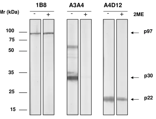 Figura 6. Immunoblotting de antígenos de T. gondii reconhecidos pelos mAbs 1B8,  A3A4 e A4D12