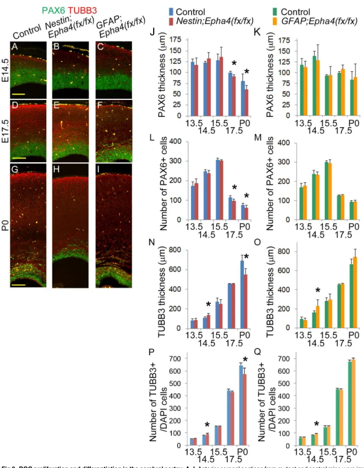 Fig 3. RGC proliferation and differentiation in the cerebral cortex. A–I, Anterior coronal sections from mutant and control mice were immunostained for a marker of RGCs (PAX6, green) and for a marker of young differentiated neurons (βIII tubulin [TUBB3], r