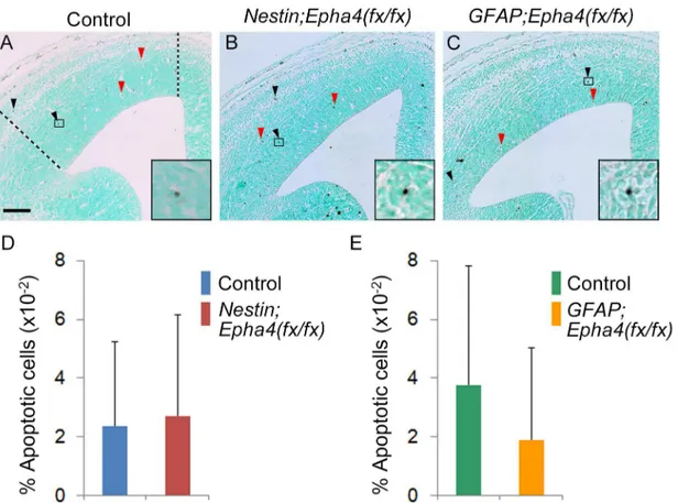 Fig 4. Apoptosis in the cortex. A–C, Representative image of apoptotic cells in the cortex of control (A), Nestin;Epha4 fx/fx (B), and GFAP;Epha4 fx/fx (C) mice