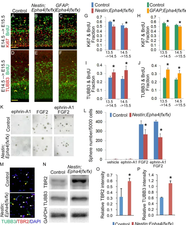 Fig 6. Self-renewal and differentiation of neural stem/progenitor cells. A–J, Evaluation of the population of cells that re-enter and exit the cell cycle in Nestin;Epha4 fx/fx and GFAP;Epha4 fx/fx mice between E13.5 and E15.5