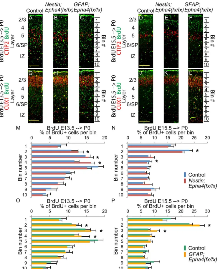 Fig 7. Positioning of cortical neurons born at E13.5 and E15.5 in P0 mice. A–L, Representative immunofluorescent images showing the cortical distribution of BrdU-labeled cells (green) and markers (red) for layer 5 (CTIP2) and layers 2/3 (CUX1)