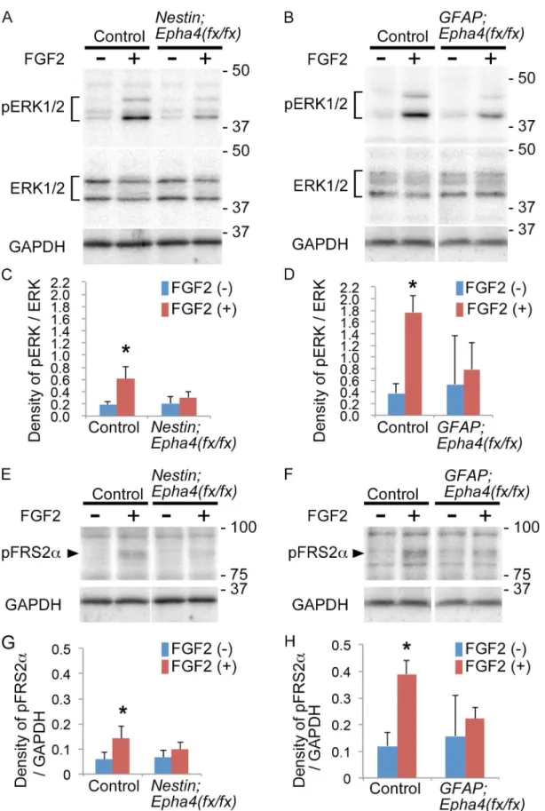 Fig 9. ERK1/2 and FRS2α phosphorylation in cortical cells in response to FGF2. A and B, Representative western blot analysis of ERK1/2 phosphorylation (pERK1/2) in cortical cells from control and Nestin;Epha4 fx/fx mice (A) or GFAP;Epha4 fx/fx mice (B)
