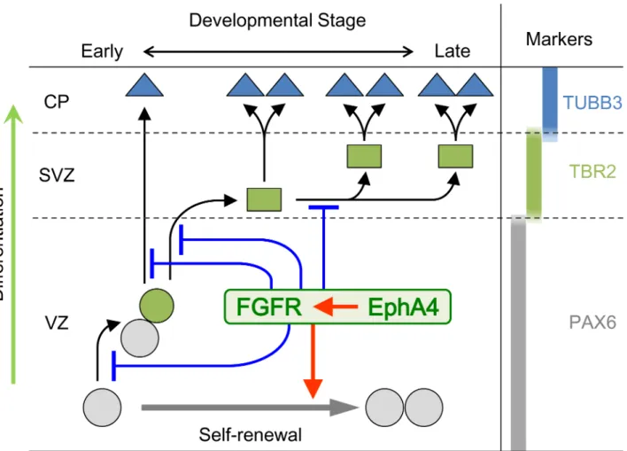 Fig 10. A model summarizing our results. In early brain corticogenesis, EphA4 in collaboration with FGFRs regulates transition through the neuronal lineage and accelerates self-renewal of RGCs