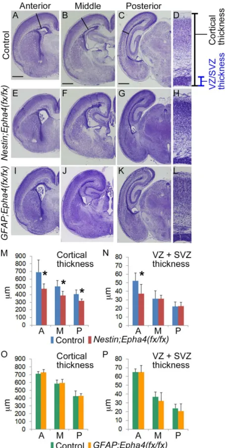 Fig 1. Effect of stage-dependent EphA4 deletion on the cerebral cortex at P0. A–L, Cresyl violet stain of coronal brain sections from control (A–D), Nestin;Epha4 fx/fx (E–H), and GFAP;Epha4 fx/fx (I–L) mice
