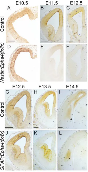 Fig 2. Nestin-Cre- and hGFAP-Cre-mediated deletion of Epha4 in the developing forebrain at E11.5 and E13.5, respectively