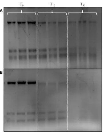 Fig 4. Agarose gel of total nucleic acid extracts from seawater (A) and river water (B) field samples.