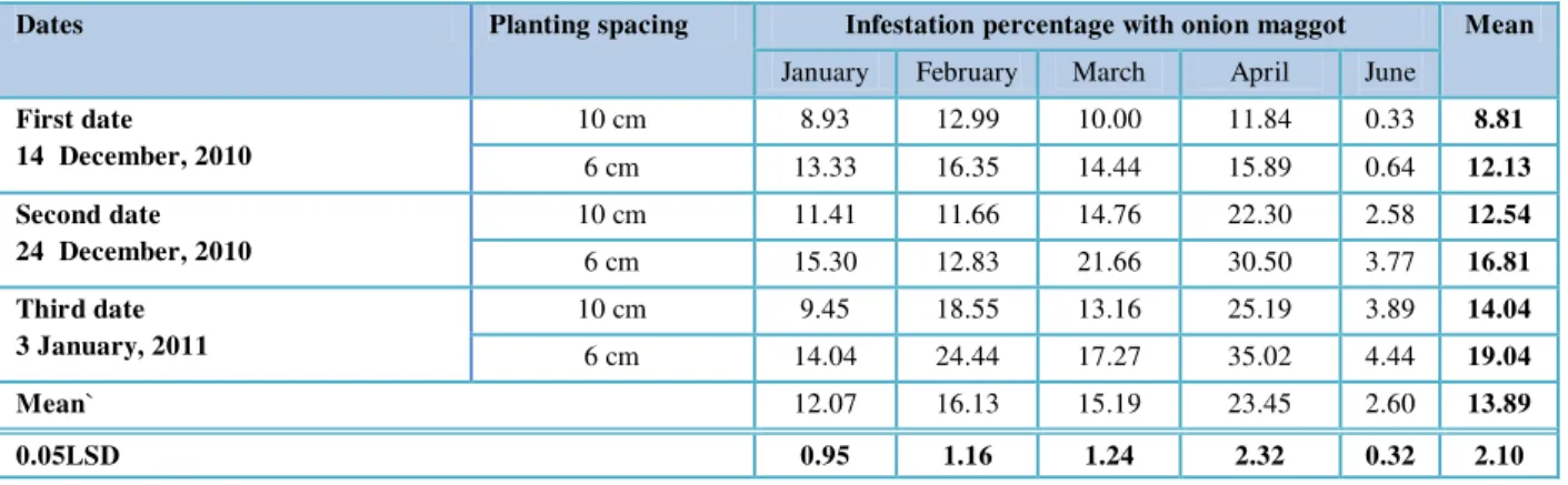 Table 2 Effect of cultivation date and plant spacing on the infestation by D. alliaria in field