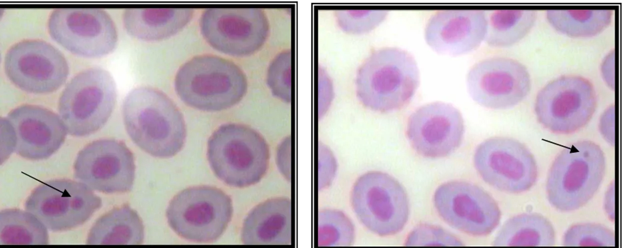Figura 1 – Fotomicrografia em células vermelhas de sangue de peixes, coradas  com Giemsa, aumento de 1.000 X