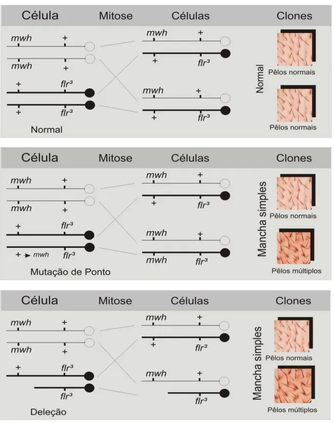 Figura  3.1  -  Esquema  genético  mostrando  os  eventos  genotóxicos  que  levam  a  formação de manchas simples em asas de Drosophila melanogaster  (Graf et al.,  1984 com modificações)