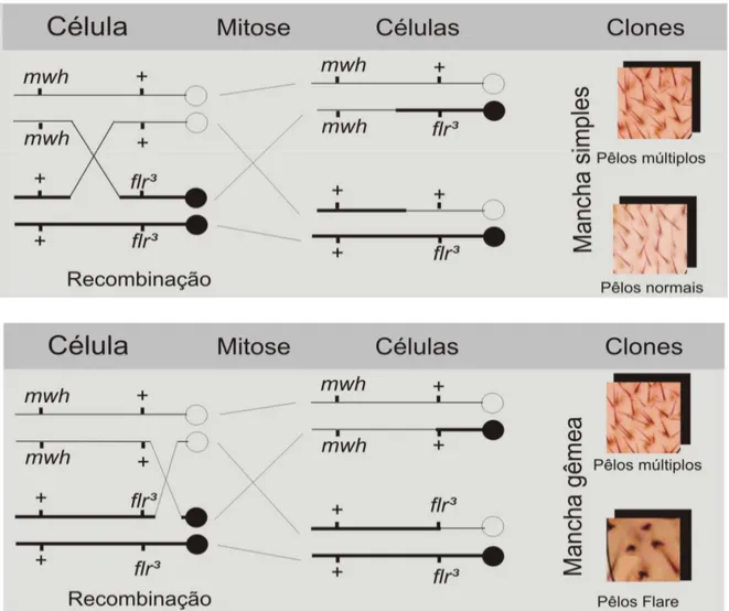 Figura  3.2  -  Esquema  genético  mostrando  os  eventos  genotóxicos  que  levam  a  formação  de  manchas  simples  e  gêmeas  em  asas  de  Drosophila  melanogaster  (Graf et al., 1984 com modificações)