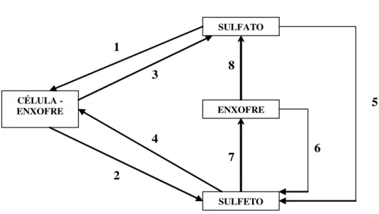 Figura 2.6 – Ciclo biológico do enxofre. 
