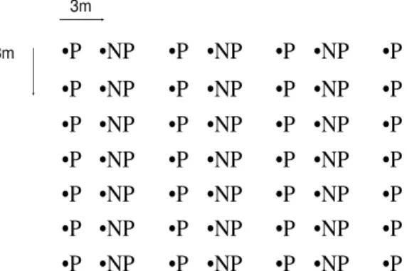 Figura 7. Croqui da distribuição das espécies pioneiras (P) exigentes de luz na linha  intercaladas com não pioneiras (NP) de sombra parcial (intermediária), mas sempre  iniciando a linha com espécies pioneiras