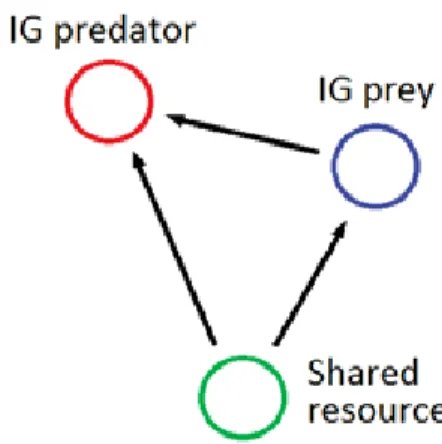 Figure 1.2: The intraguild predation module.