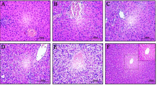 Figure 3. Intra-graft histopathological changes were improved after MSCs transplantation