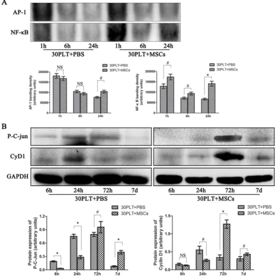 Figure 7. MSCs therapy kept the activity of transcription factors AP-1 and NF-kB, and increased the expressions of phosphorylated c-Jun (p-c-Jun) and Cyclin D1 (CyD1)