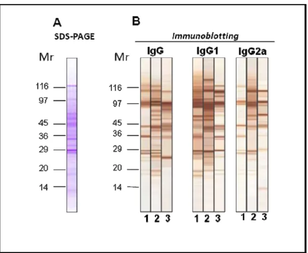 Figura 3. Perfil protéico do antígeno solúvel de P. brasiliensis em SDS-PAGE (8-22%) com marcação  por  Coomassie brilliante blue (A) e  Immunoblottings (B) representativos para os perfis de  reconhecimento dos anticorpos  IgG, IgG1 e IgG2a anti- P