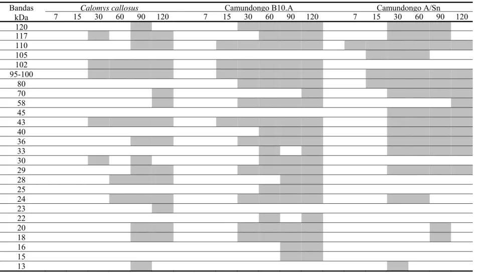 Tabela 2. Bandas antigênicas (massa molecular aparente) reconhecidas pelo anticorpo IgG total em pelo menos 50% dos soros de C