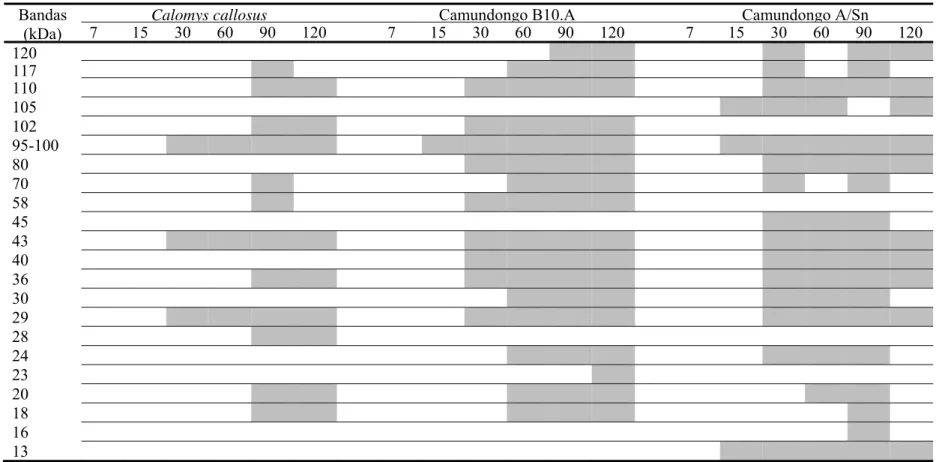 Tabela 4. Bandas antigênicas (massa molecular aparente) reconhecidas pelo anticorpo IgG2a em pelo menos 50% dos soros de C