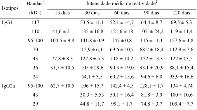 Tabela 6. Intensidade média de reatividade de IgG1 e IgG2a específicas com as bandas imunodominantes na  infecção experimental dos camundongos B10.A com o isolado Pb18 do P