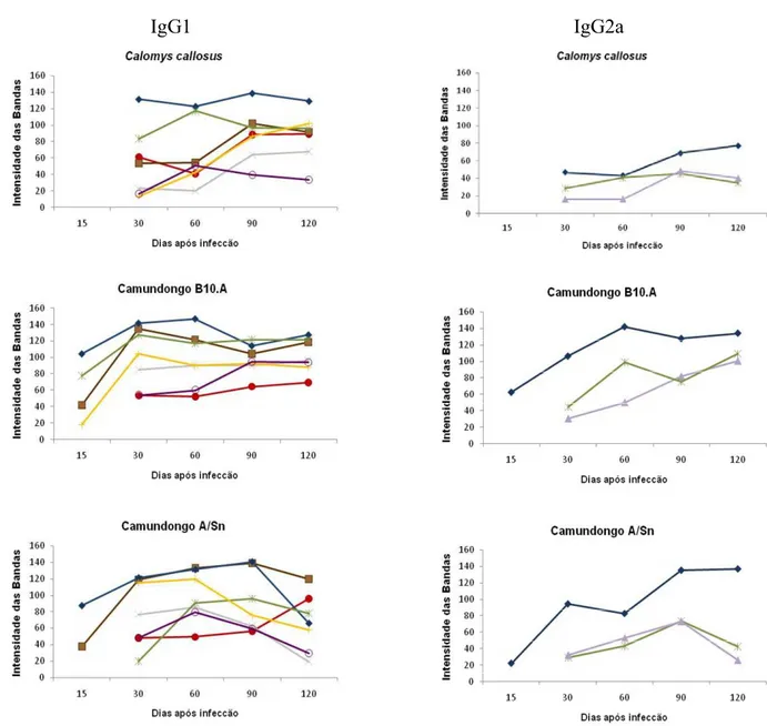 Figura 4. Intensidade média das bandas antigênicas de 117kDa (  ) , 110kDa ( ), 95-100kDa ( ), 70kDa  ( ), 43kDa (  ), 36kDa ( ), 29kDa (  ) e 24kDa (  ), reconhecidas pelos anticorpos IgG1 e IgG2a dos  soros dos Calomys callosus, camundongos B10.A e A/Sn