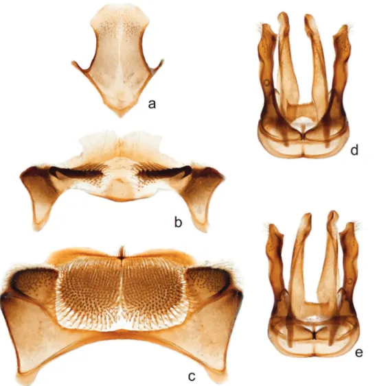 Figure 7. Male Megachile (Megachiloides) chomskyi, new species (holotype); a sternum 8 b sternum 6  c sternum 5, and genitalia in dorsal (d) and ventral (e) view.