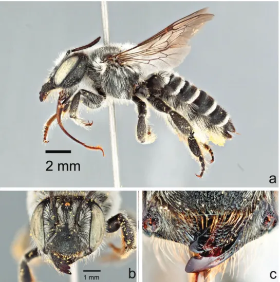 Figure 8. Female Megachile (Megachiloides) chomskyi, new species (paratype). a lateral habitus b face  c mandible.