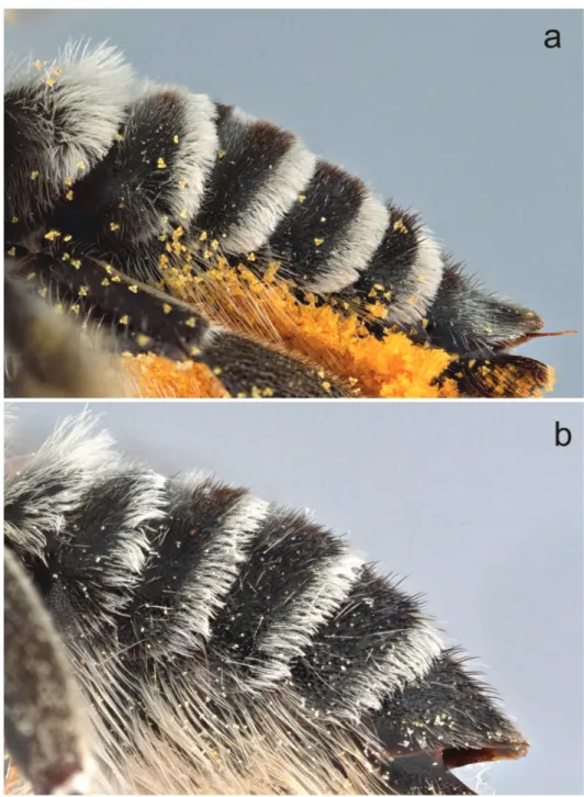 Figure 9. Metasomal terga of female a Megachile (Megachiloides) chomskyi, new species (paratype), and  b Megachile (Megachiloides) amica Cresson.
