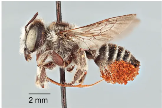Figure 1. Lateral habitus of female Megachile oenotherae (Mitchell) (paratype); type species of Megachiloides  Mitchell.