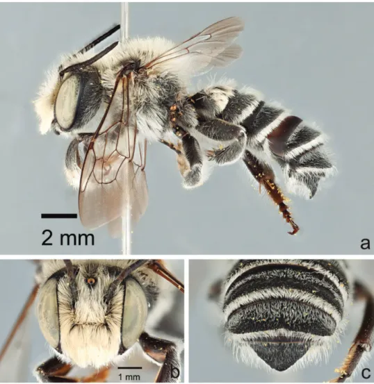 Figure 4. Male Megachile  (Megachiloides) chomskyi, new species (holotype). a lateral habitus b face  c dorsal view of terga 4–6.