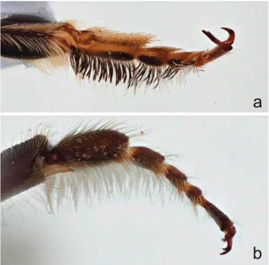Figure 5. Front tarsi of male a  Megachile  (Megachiloides) chomskyi, new species, and b  Megachile  (Megachiloides) oenotherae (Mitchell).