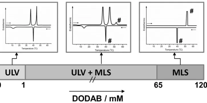 Figure 2. Thermograms of fresh and equilibrated DODAB dispersions. Sequence of (A) heating (curves 1, 3 and 5) and cooling (curves 2, 4 and 6) traces for fresh DODAB dispersion at 0.1 mM, obtained using null pre-scan time at 1 or 65uC