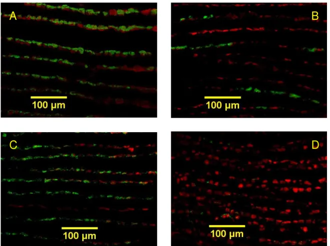 Fig. 2. FISH observations of transverse sections of gill filaments, displaying methane- (green) and sulphide-oxidisers (red) in May mussels.