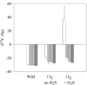Fig. 3. January mussels’ tissues δ 13 C values (bars from left to right: gill, rest, muscle and mantle)