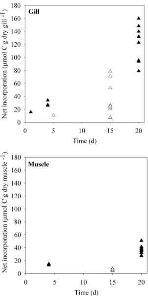 Fig. 5. Carbon net incorporation through time in gill (left panel) and muscle (right panel) tissues from each specimen of May tracer experiments (filled triangles: NaH 13 CO 3 +H 2 S, empty triangles: