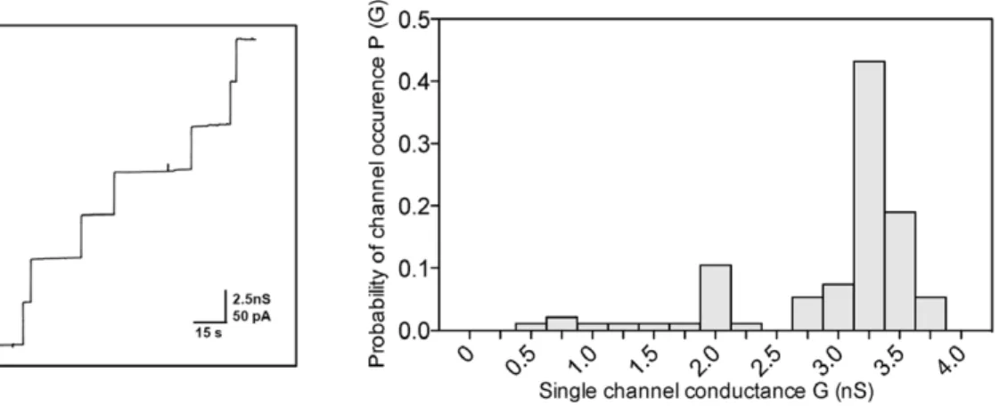 Table 2. Average single-channel conductance of PomS in different salt solutions.