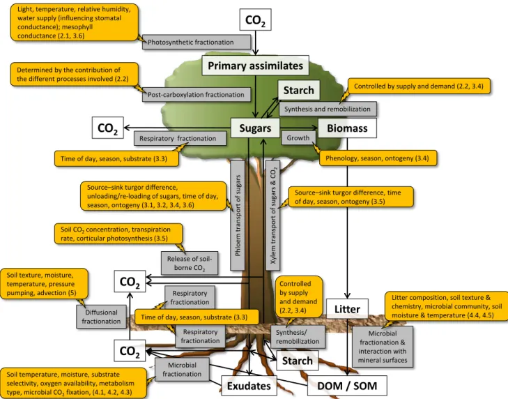 Fig. 4. Overview of processes and factors determining the isotope signature of C pools and fluxes in space and time in the plant-soil- plant-soil-atmosphere continuum