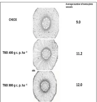 Table 3 - Number of metaxylem vessel elements of roots in sugarcane regarding doses of thiamethoxam in foliar spraying and sampling time.