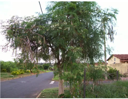 Figura 4 - Árvore da espécie Moringa oleifera. 